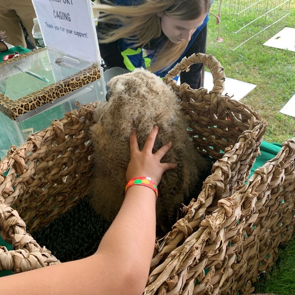 Owl Cap - Picture 7 of 7